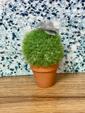 Cactus in Pot