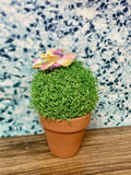 Cactus in Pot